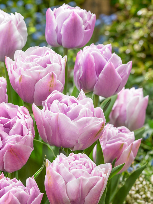 Acheter Tulipe Katinka