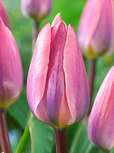 Tulipe Light and Dreamy