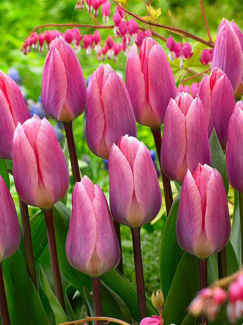 Tulpe Light und Dreamy Tulpenzwiebeln kaufen