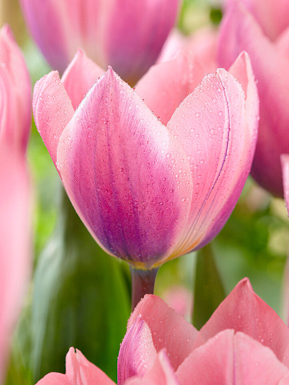Tulpe Blumenzwiebeln Tulpe Light and Dreamy