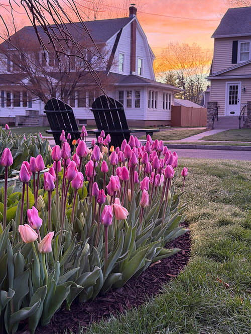 Tulipe Light and Dreamy