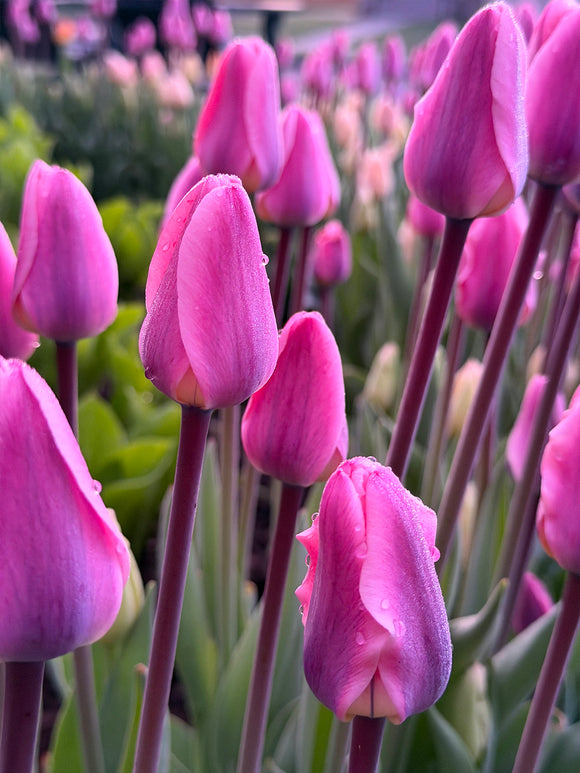 Tulipe Light and Dreamy