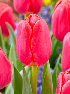 Tulipe Lipstick