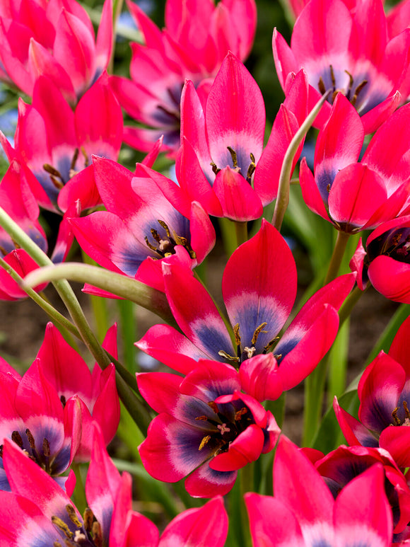 Tulipe ‘Little Beauty’ en fleur