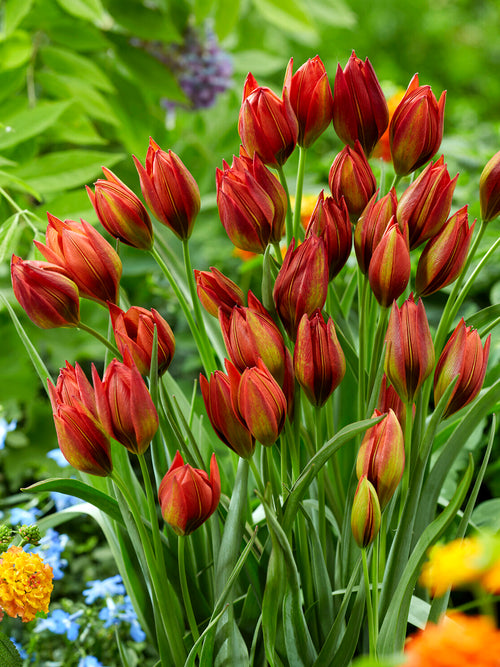 Détail des pétales roses Tulipe Mara