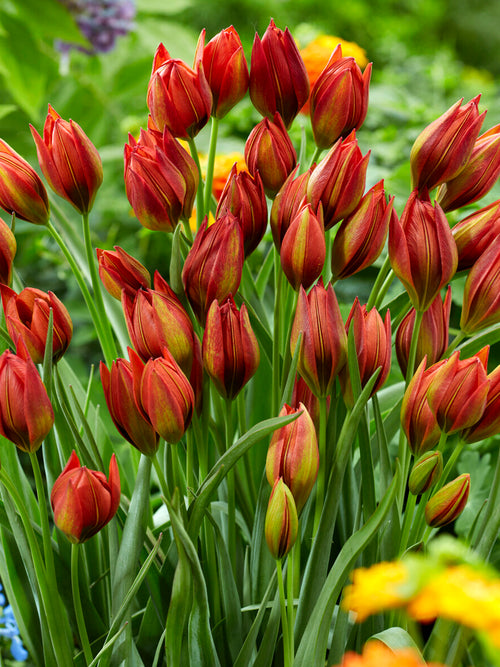 Fleur ouverte de tulipe Mara