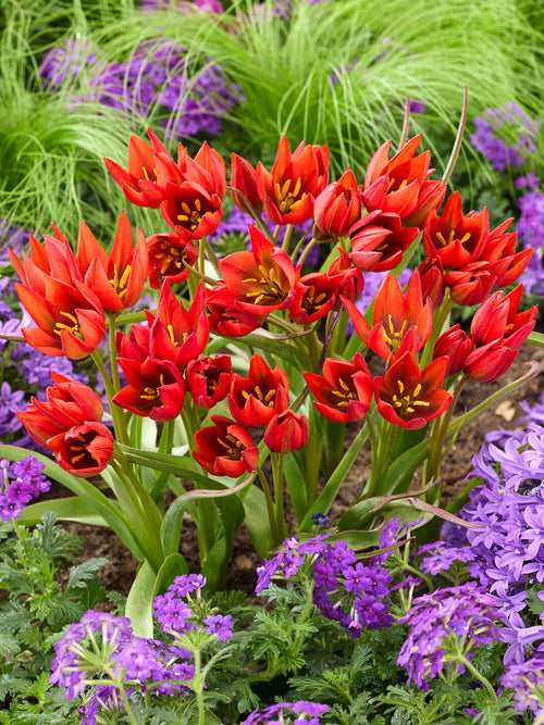 Tulipe Mara miniature rose intense