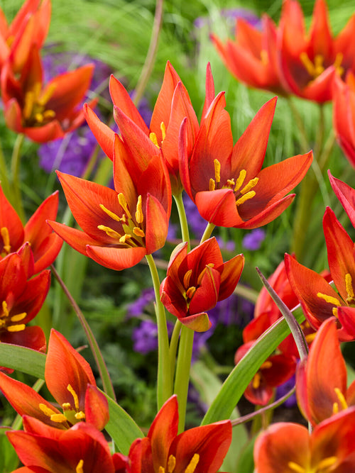 Tulipe miniature colorée pour potée
