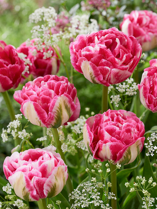 Détail des pétales rose framboise Marshmallow