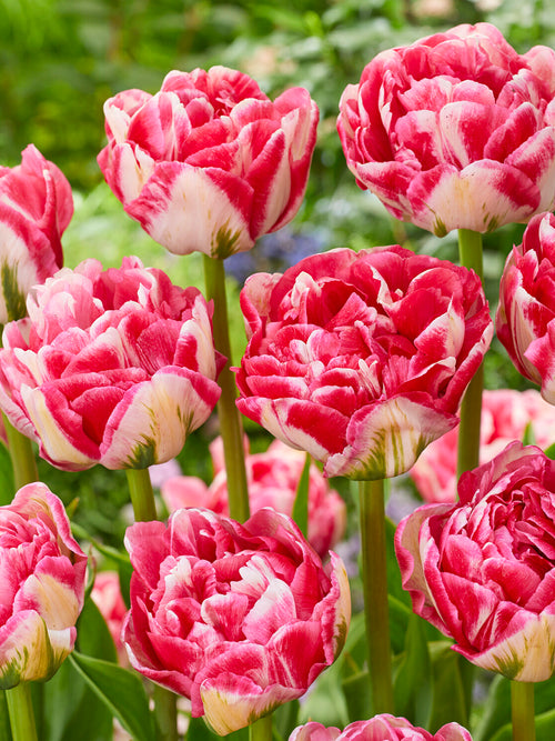Tulipe Marshmallow double crème et rose