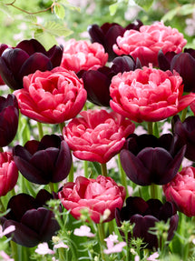 Tulipe Midnight Rose Collection