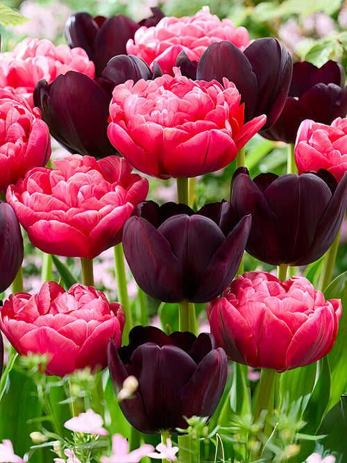 Tulipe Midnight Rose Collection