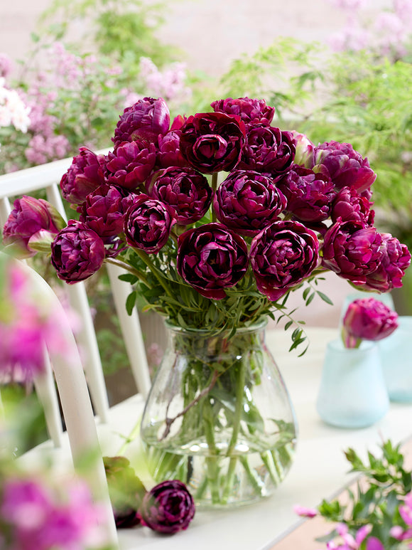 Tulipe Mystery Dream