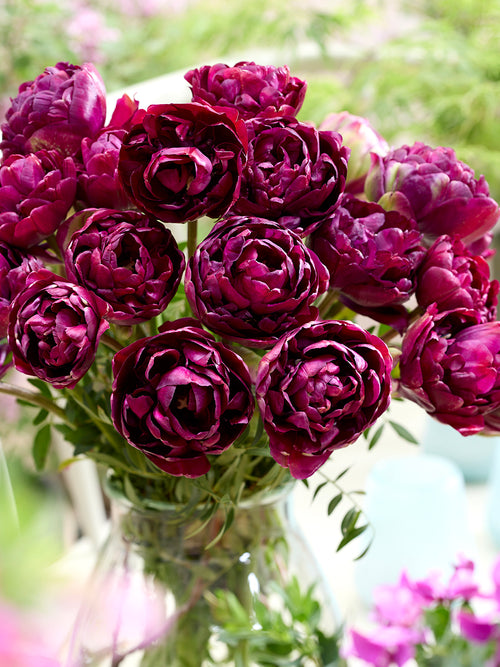 Tulipe Mystery Dream