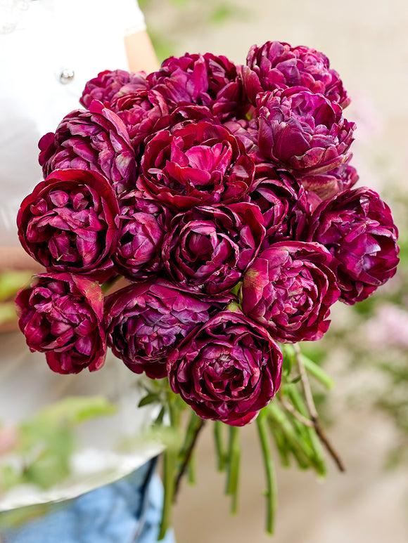 Tulipe Mystery Dream