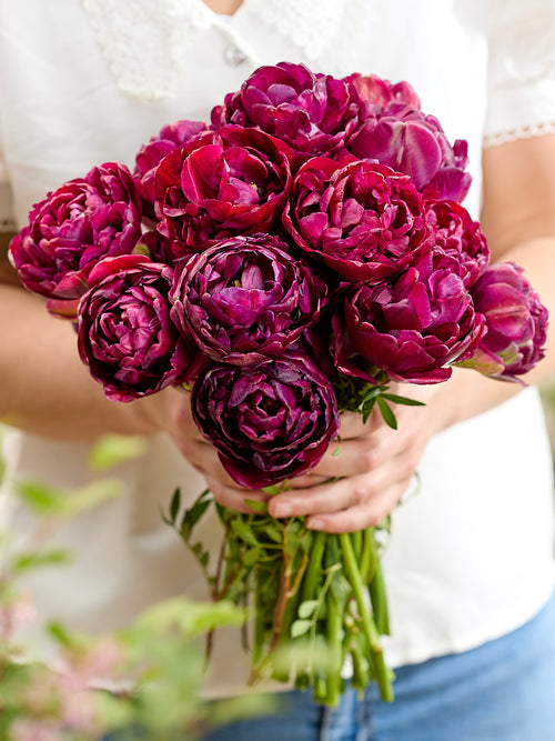 Tulipe Mystery Dream