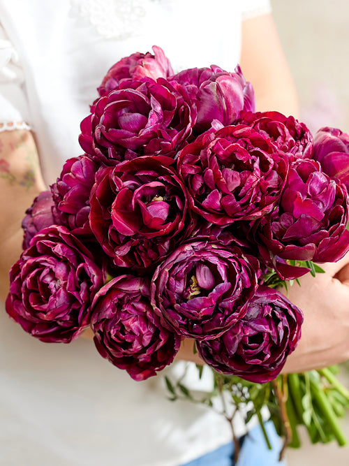 Tulipe Mystery Dream