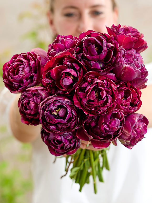 Tulipe Mystery Dream