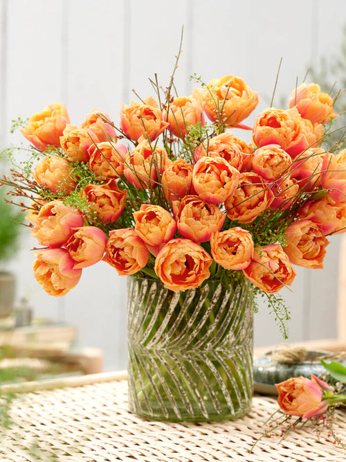 Acheter Tulipe Oakheart