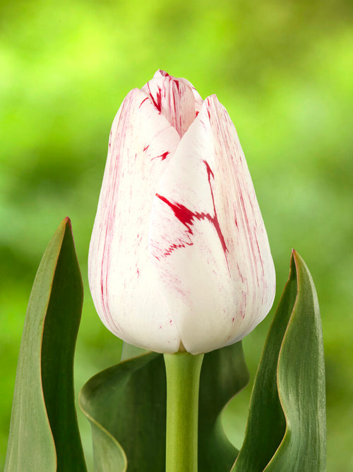 Tulipe One Direction