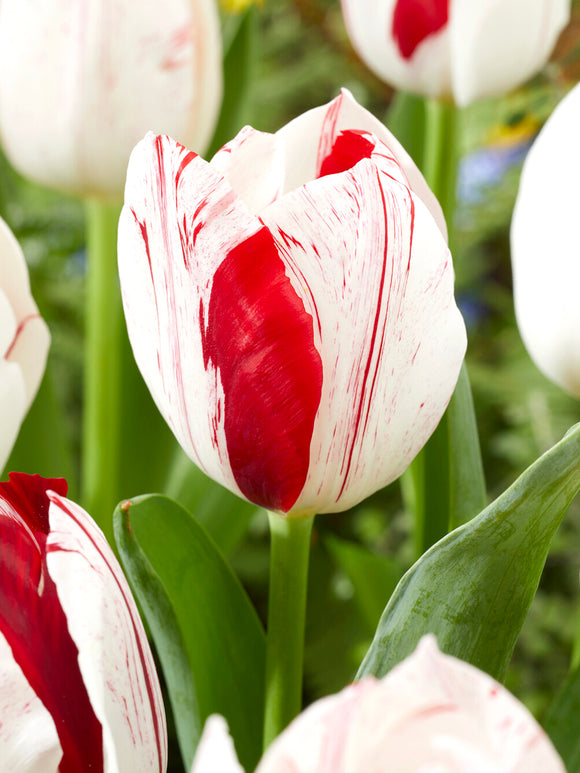 Détail des pétales Tulipe One Direction