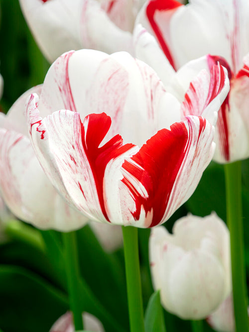 Tulipe One Direction à port élégant