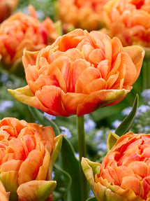 Tulipe Orange Flavour