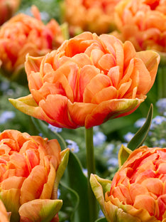 Tulipe Orange Flavour