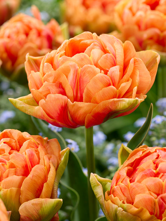 Tulipe Orange Flavour
