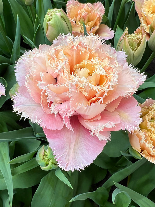 Tulipe rose frangée gros plan