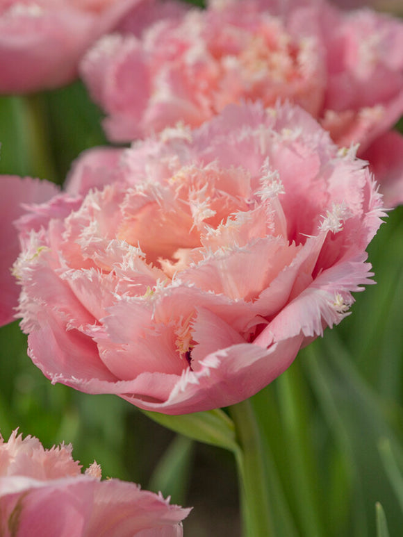 Pink Magic tulipe fleur double