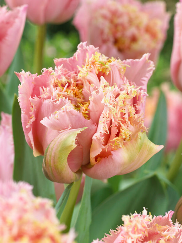 Tulipe romantique rose printemps