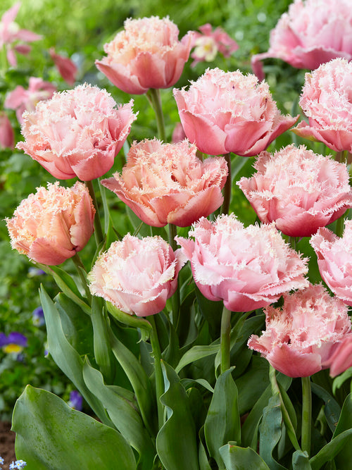Tulipe rose pivoine Pink Magic