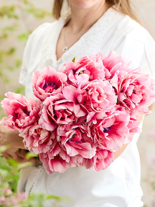 Tulipe Precious Pink