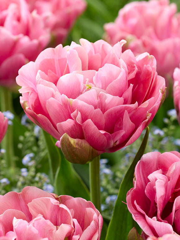 Tulipe Precious Pink