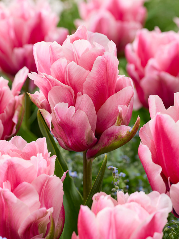 Tulipe Precious Pink