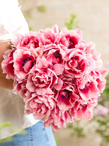 Tulipe Precious Pink