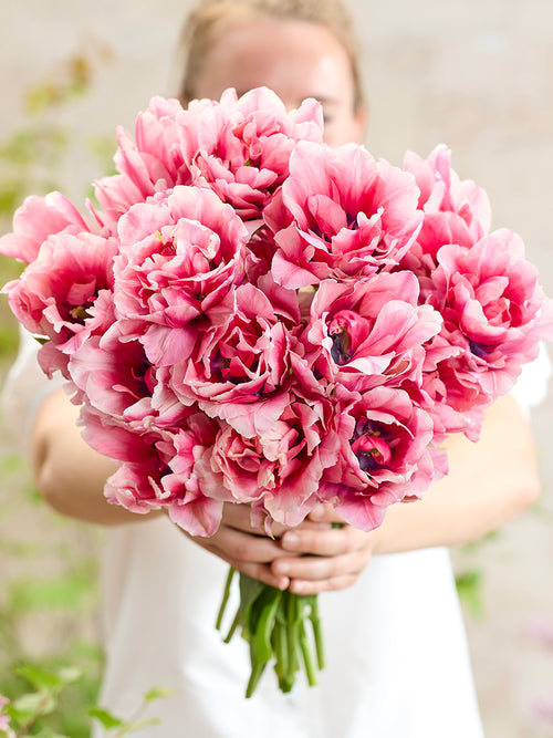 Tulipe Precious Pink