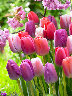 Tulipes Pride et Joy Collection