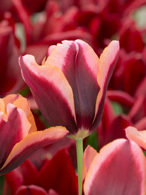 Tulipe Triumph au jardin
