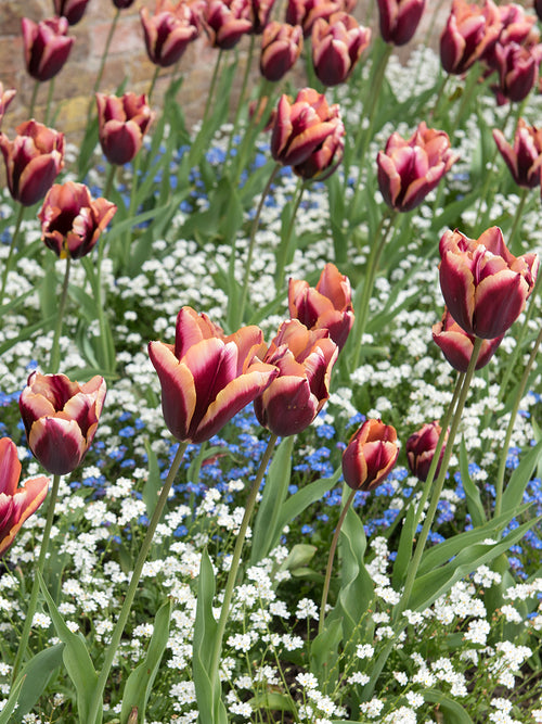 Tulipe élégante au printemps