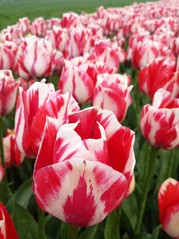 Tulipe Spryng Rembrandt