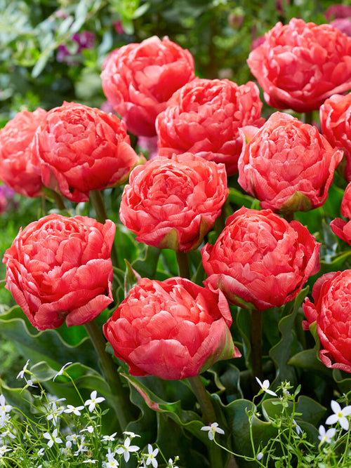 Acheter Tulipe Taiwan