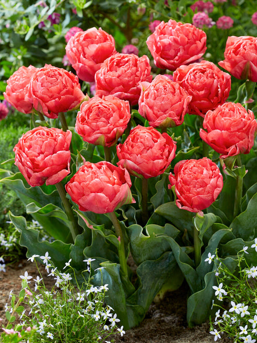 Acheter Tulipe Taiwan aus Holland