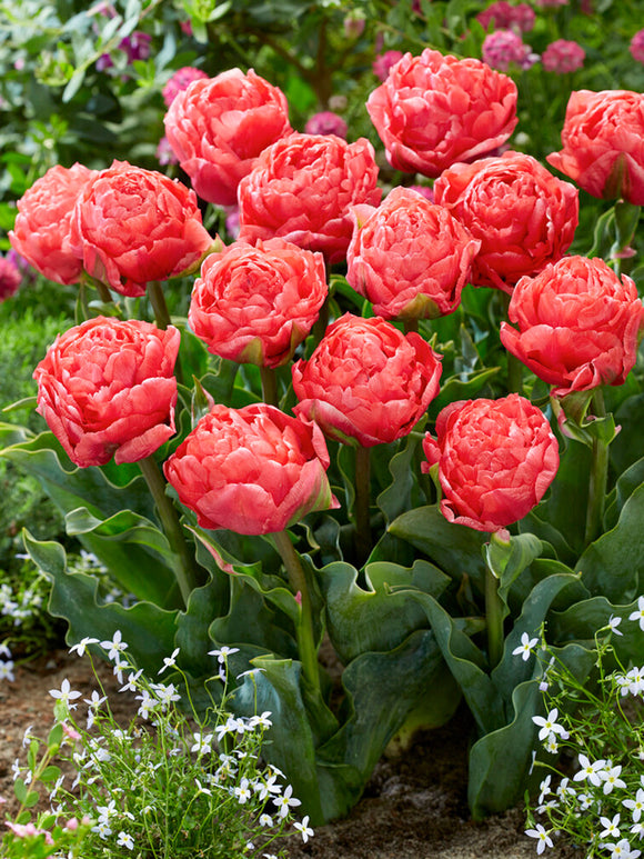 Acheter Tulipe Taiwan aus Holland