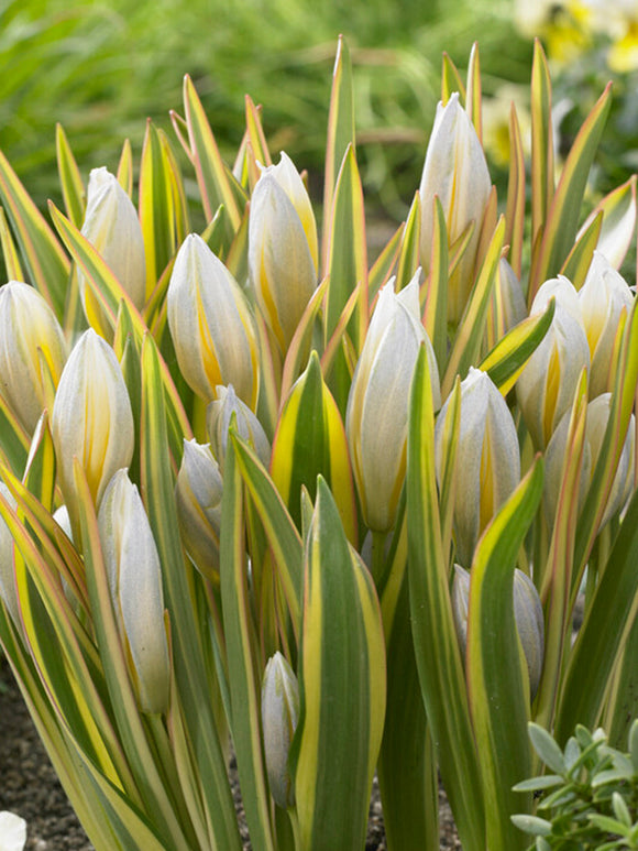 Tulipe Tarda Interaction - DutchGrown