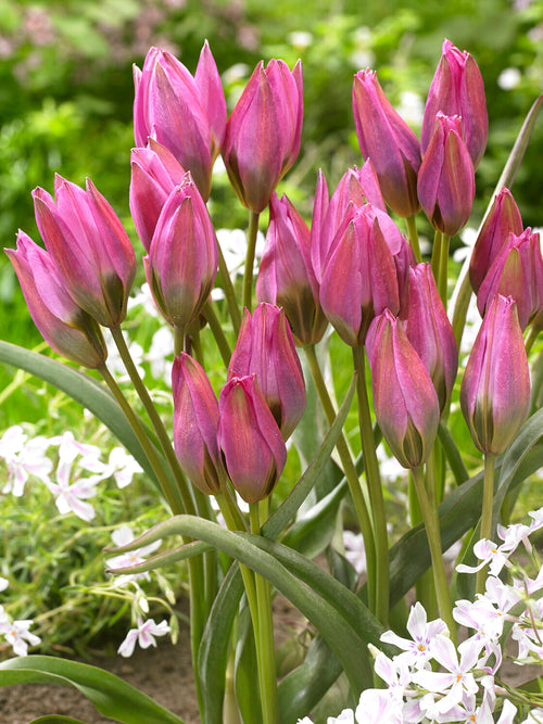 Détail des pétales veloutés Tulipe Violetta