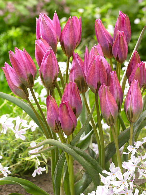 Détail des pétales veloutés Tulipe Violetta