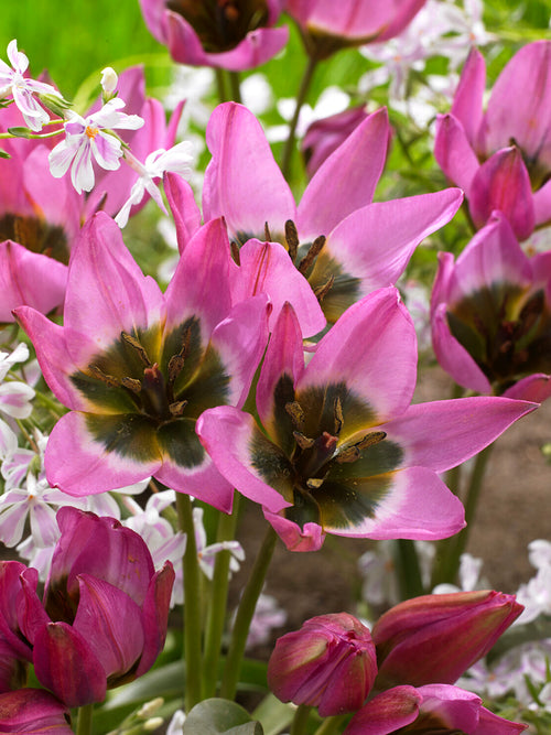 Fleur de tulipe Violetta en pleine ouverture