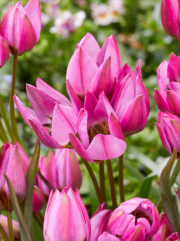 Tulipe tardive à longues tiges